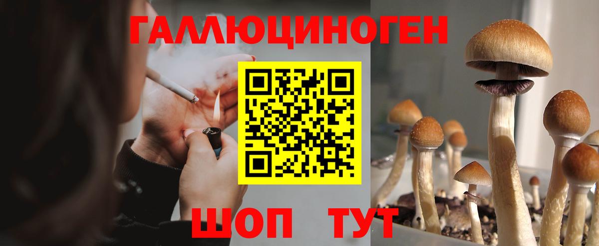 Псилоцибиновые грибы GOLDEN TEACHER  Вход с VPN  Северск  Псилоцибиновые грибы мухоморы 